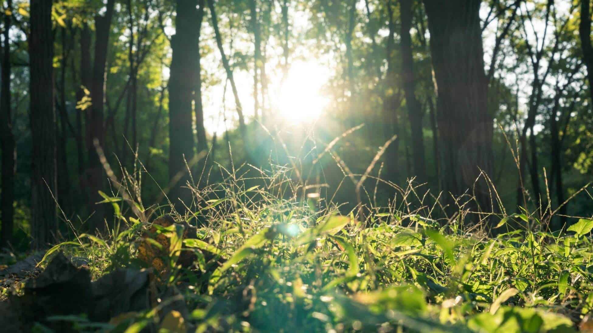 sunlight benefits your cognitive health