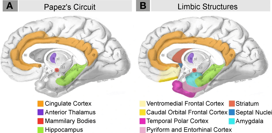 Diagram labeling the Papez’s Circuit and the Limbic Structures of the brain