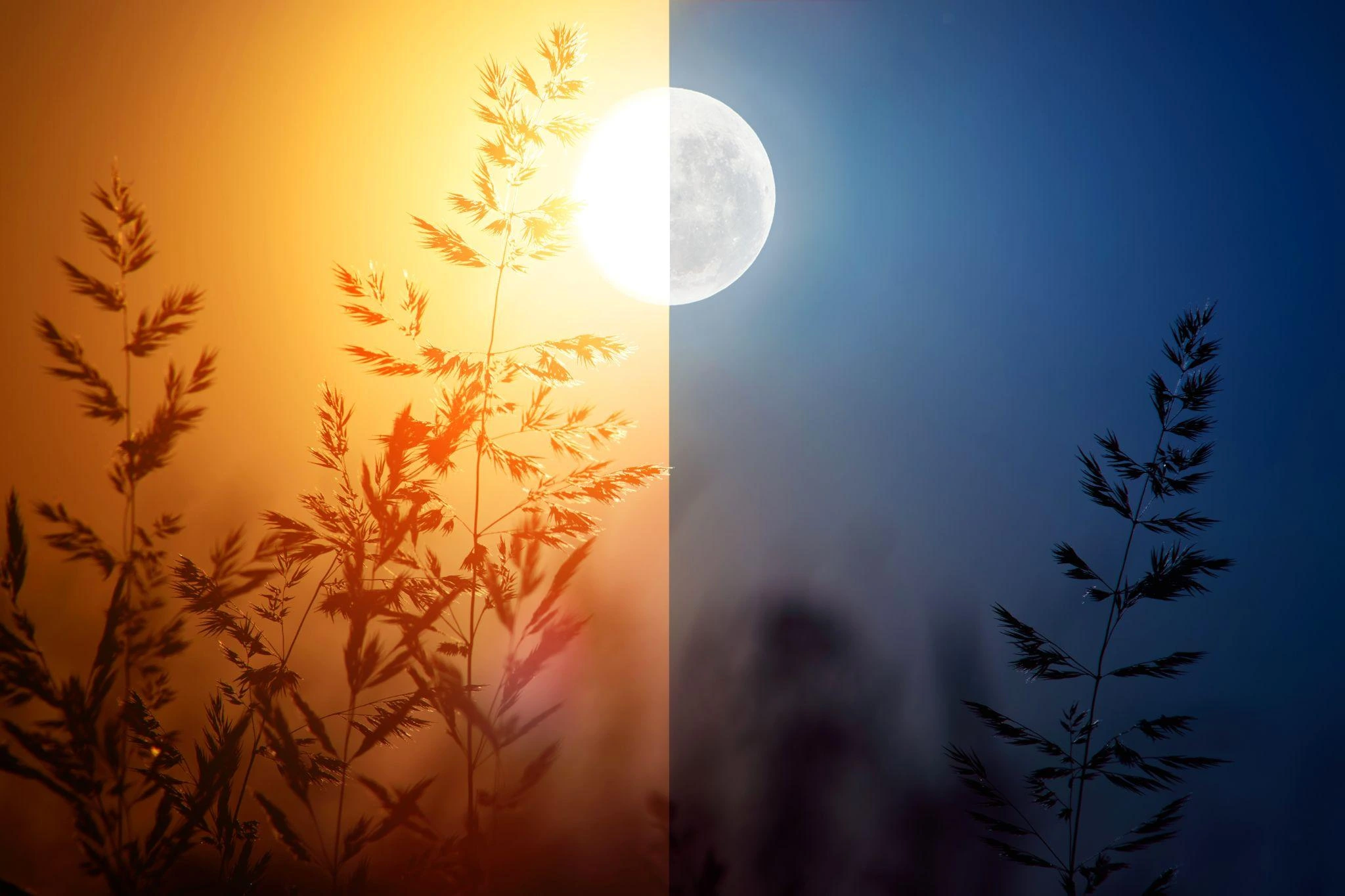 Leaf in the daylight and in the nighttime being depicted with the sun and moon