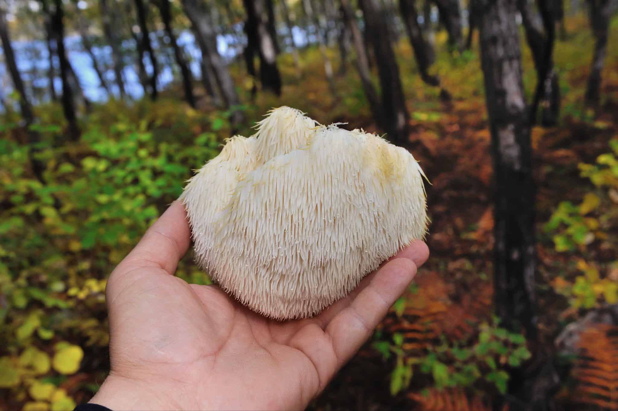Lion’s Mane mushroom being held in the woods.